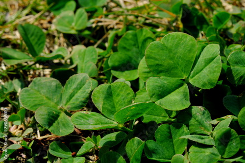 Wallpaper Mural 新緑の三つ葉 Torontodigital.ca