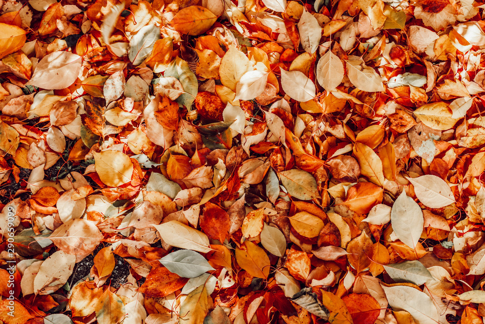 Autumn leaves on the ground. Background of fallen autumn leaves. Autumn leaves on the ground. Background of fallen autumn leaves.