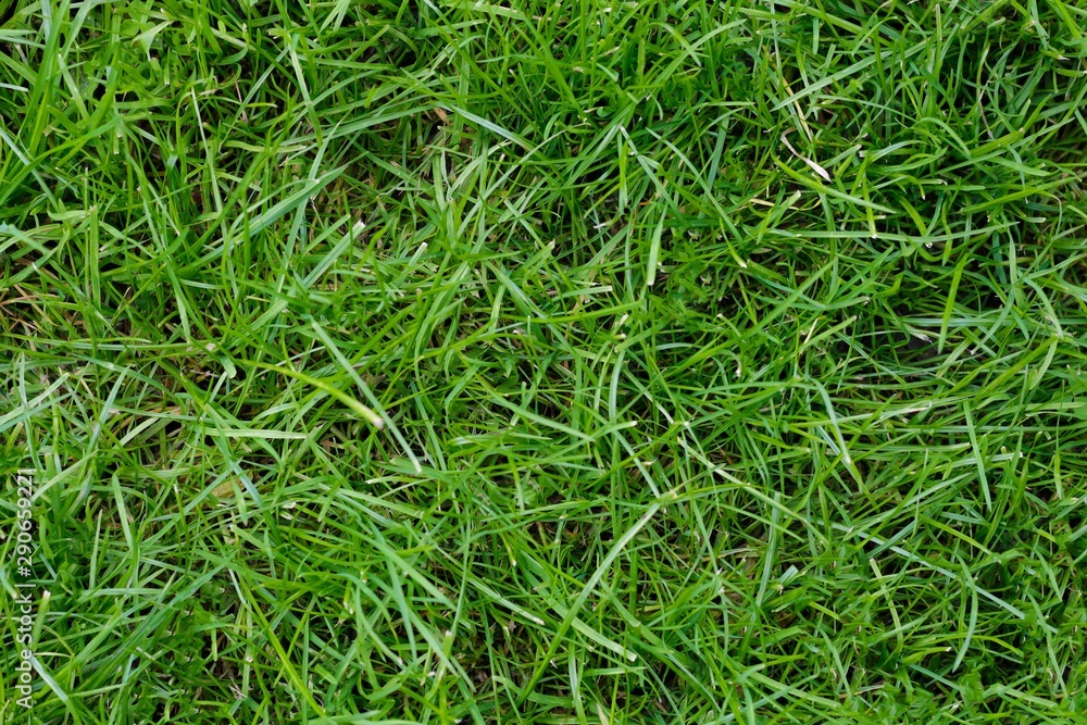 Green grass texture. Lawn, top view. Close up Green grass texture. Lawn, top view. Close up