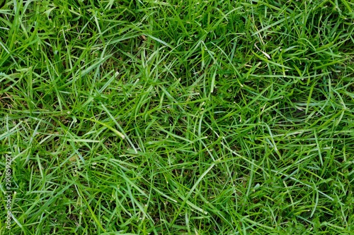 Green grass texture. Lawn, top view. Close up