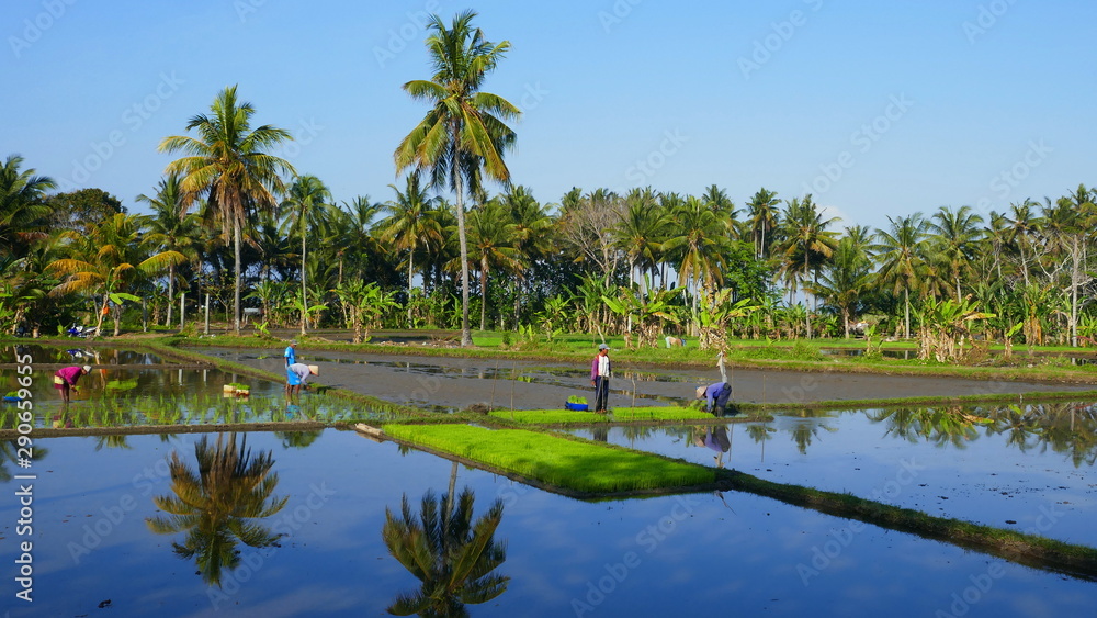 Arbeiter beim Reis pflanzen im nassen Reisfeld mit Spiegelung
