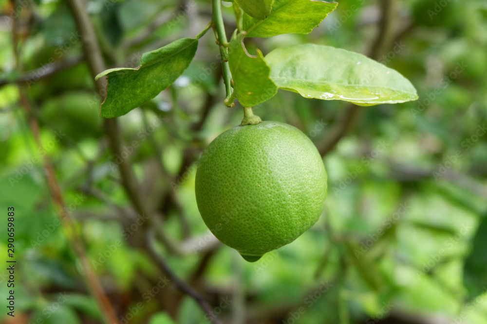 Lemons fruit in nature background.