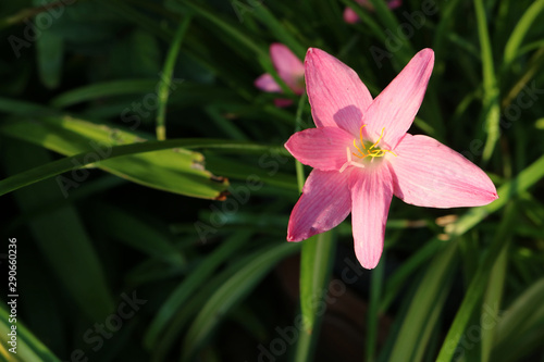 pink flower on green background