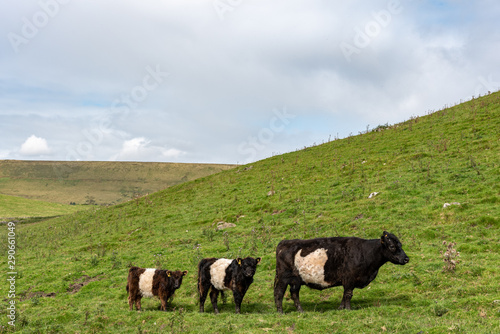 A belted galloway cow with her two calves looking at the camera while all of them are standing in a row on green grassy hill on a cloudy day in England, UK.