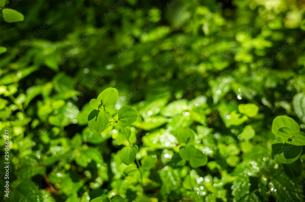 green grass leaves with sunlight and shadow green grass leaves with sunlight and shadow