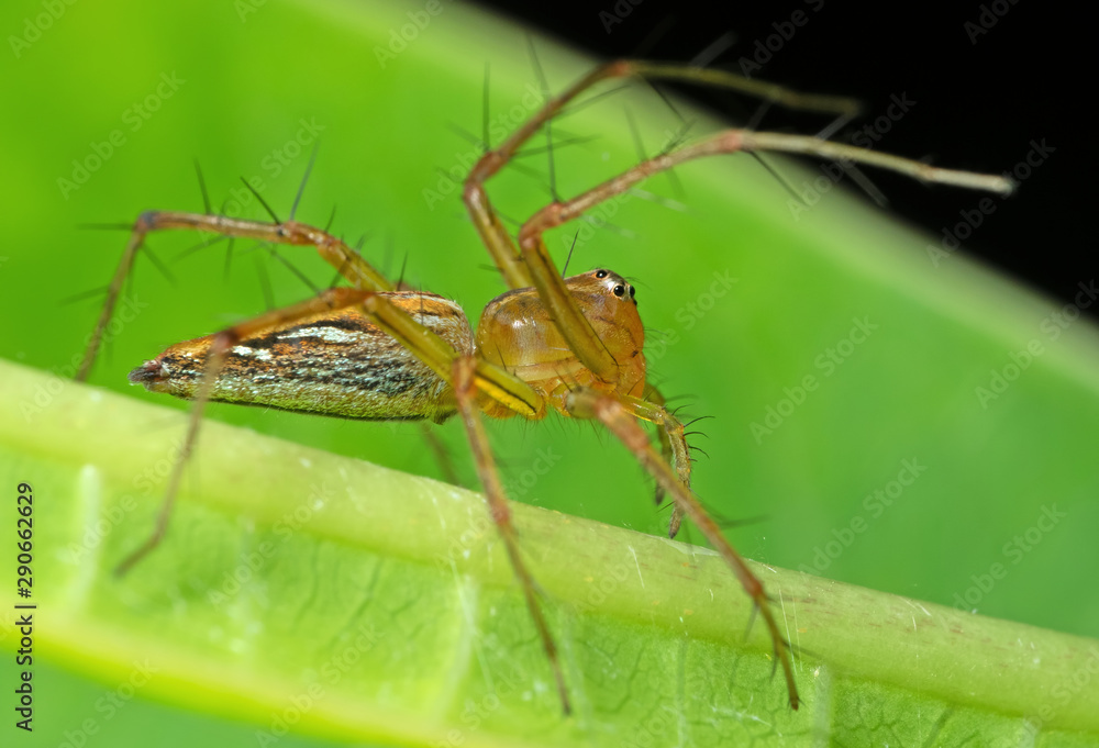 Macro Photo of Jumping Spider on Green Leaf Macro Photo of Jumping Spider on Green Leaf
