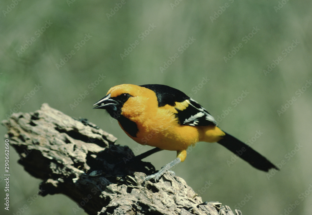 Naklejka premium Altamira Oriole (Icterus Gularis)