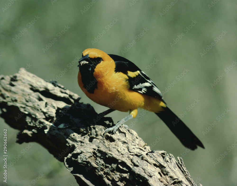 Fototapeta premium Altamira Oriole (Icterus Gularis)