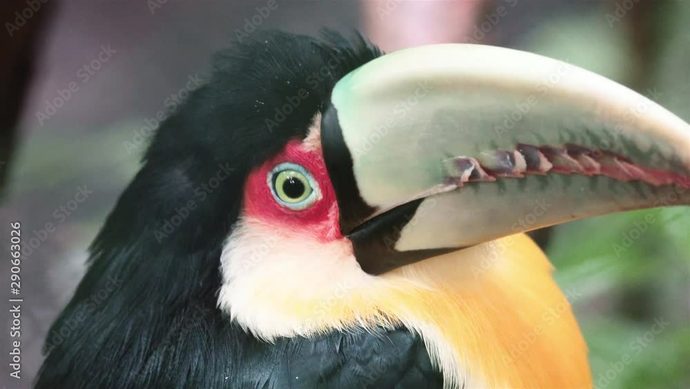 Close-up of toucan in an animal refuge. 4k Close-up of toucan in an animal refuge. 4k