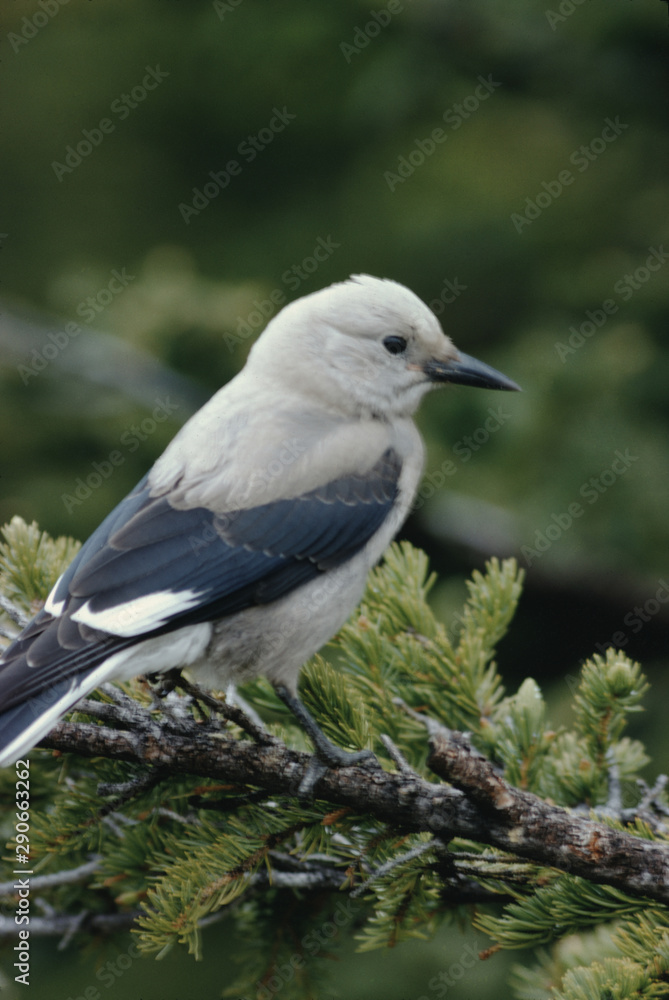 Fototapeta premium Clark's Nutcracker (Nucifraga Columbiana)