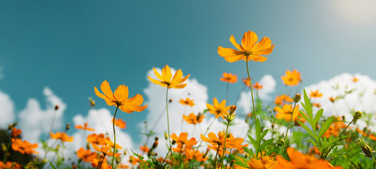 Papier peint photo Établissements de soins Cosmos jaune sous ciel bleu ensoleillé  © lovelyday12