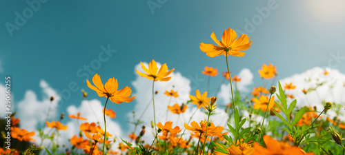 yellow flower cosmos bloom with sunshine and blue sky background