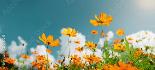 Obraz  z motywem yellow flower cosmos bloom with sunshine and blue sky background