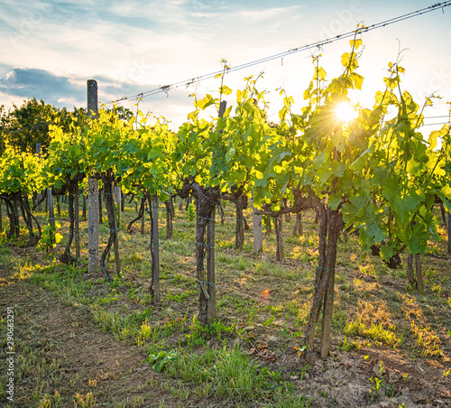 Vineyards in Villány region...
