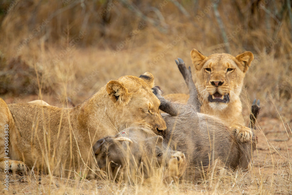 Fototapeta premium A pride of three young female lions killing a warthog