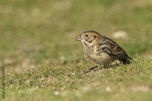 A rare Lapland Bunting, Calcarius lapponicus, feeding on seeds in the grass on a cliff. It is a passage migrant to the UK.