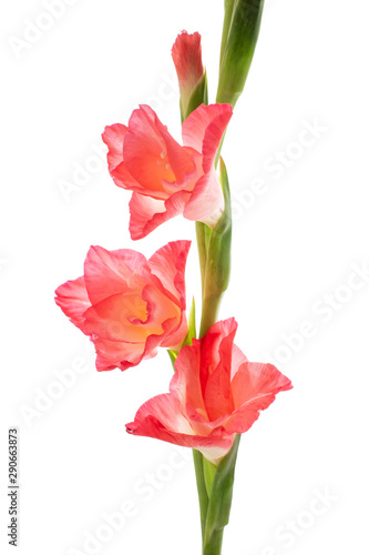 Pink Flower isolated on white background