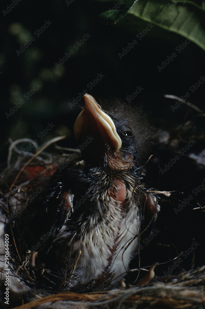 Fototapeta premium Northern Mockingbird (Mimus Polyglottos) Babies in Bird Nest