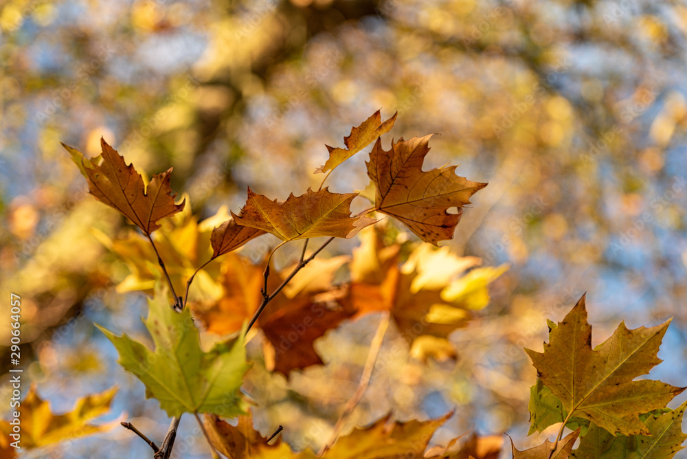 The yellow and gold Autumn leaves are lit up by the sun. The yellow and gold Autumn leaves are lit up by the sun.