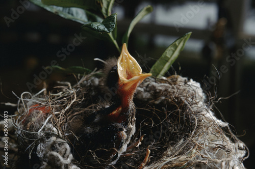 Northern Mockingbird (Mimus Polyglottos) Babies in Bird Nest