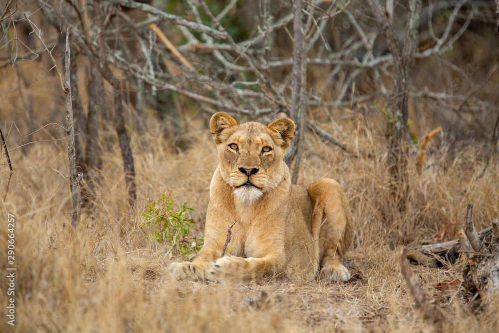 A pride of three young female lions killing a warthog A pride of three young female lions killing a warthog