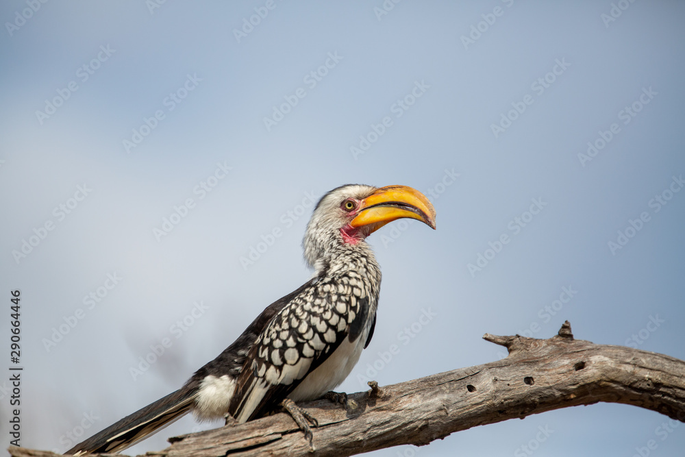 Yellow billed horning in the early morning light Yellow billed horning in the early morning light