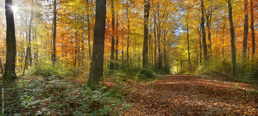 Indian summer in the forrest Indian summer in the forrest