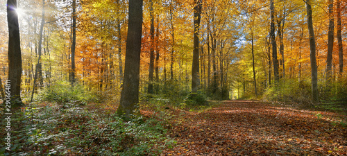 Indian summer in the forrest