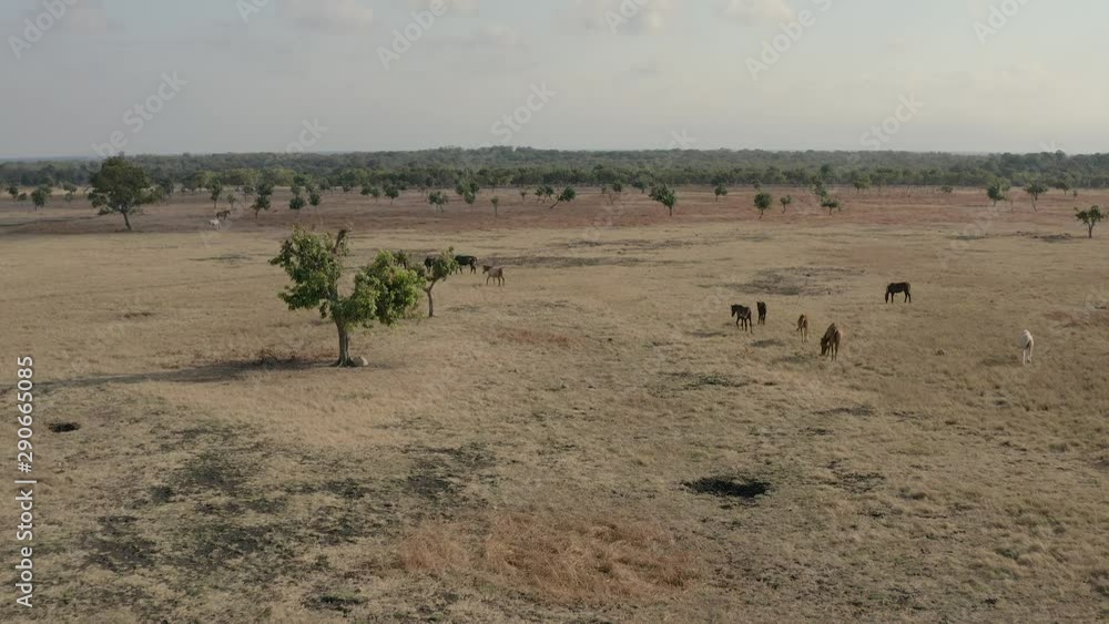 Aerial view of horses running in dry savannah in West Sumba island, Indonesia Aerial view of horses running in dry savannah in West Sumba island, Indonesia