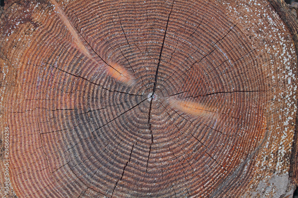 Naklejka premium Baum-Querschnitt