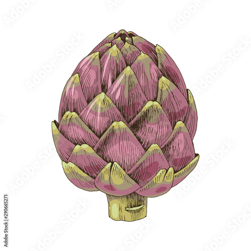 Hand drawn artichoke isolated on white background