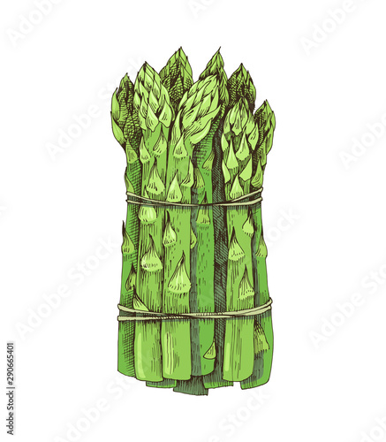 Hand drawn bunch of asparagus isolated on white background