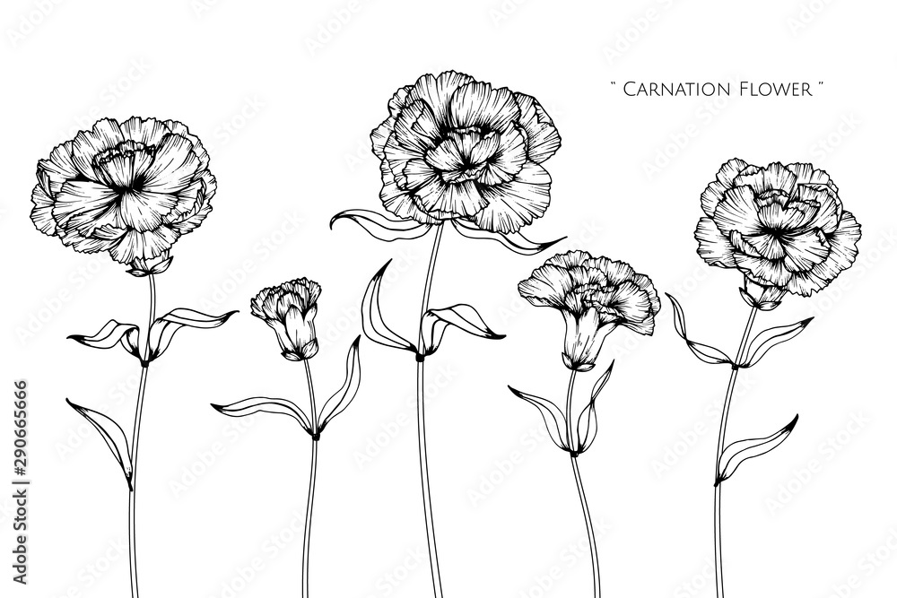 Canation flower and leaf drawing illustration with line art on white ...
