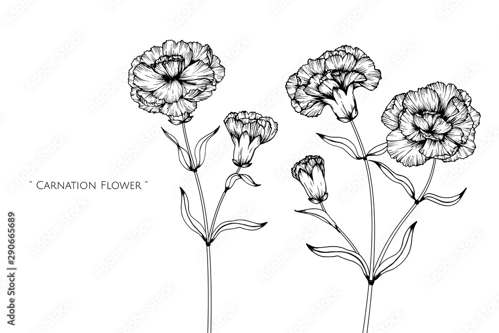 Fototapeta premium Canation flower and leaf drawing illustration with line art on white backgrounds.