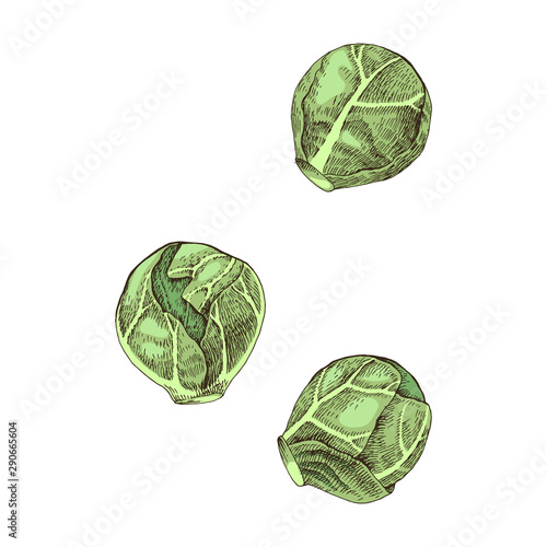 Hand drawn brussels sprouts cabbage isolated