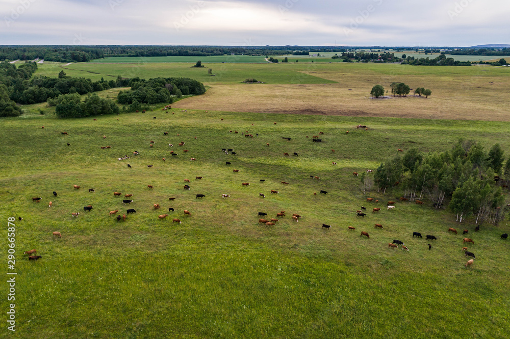 Aerial view of cows in a herd on green pasture in Estonia. 