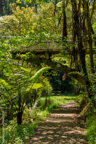 Central park trail with sunlight coming down in between the trees  Wellington  New Zealand.