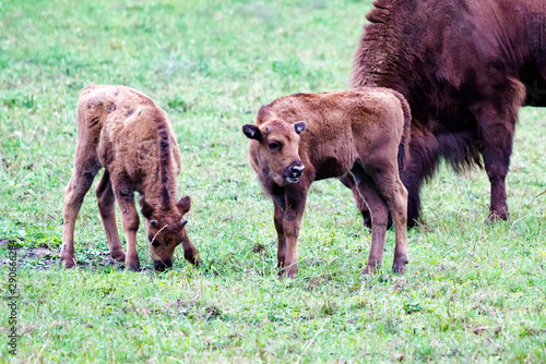 Wild european bisons or wisent (Bison bonasus) in the forest reserve, Pszczyna Jankowice, Poland photo