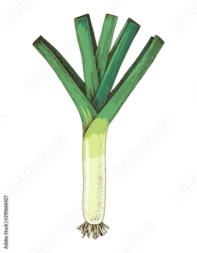 Hand drawn leek isolated on white background