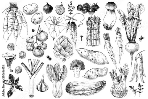 Hand drawn vegetables collection