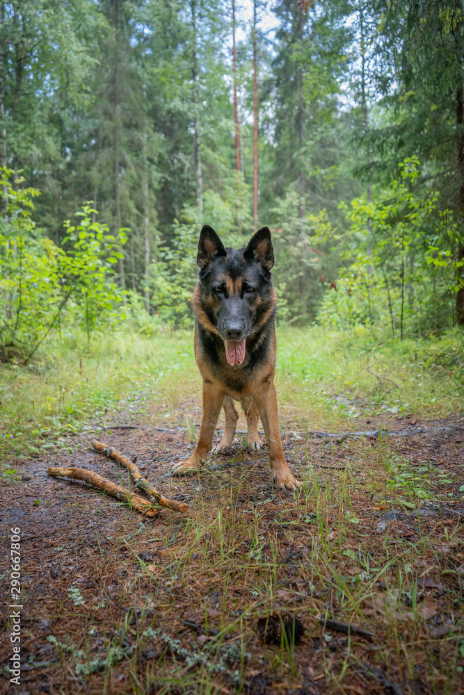 Dog playing outdoor. German shepherd dog. Amazing summer forest.