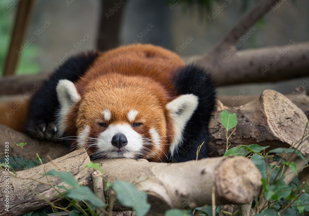 red panda