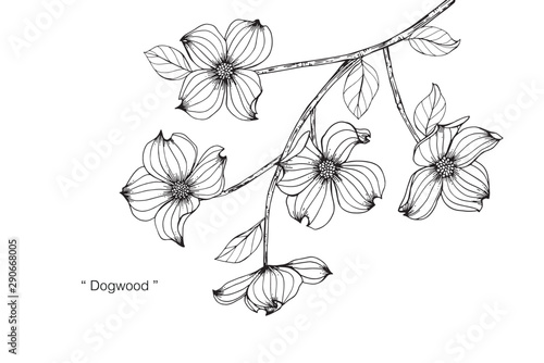 Dogwood flower and leaf drawing illustration with line art on white backgrounds.
