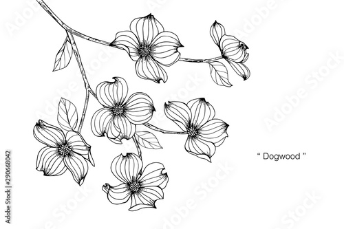 Dogwood flower and leaf drawing illustration with line art on white backgrounds.