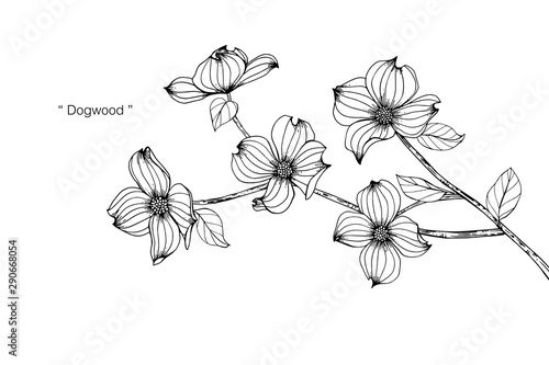 Dogwood flower and leaf drawing illustration with line art on white backgrounds.