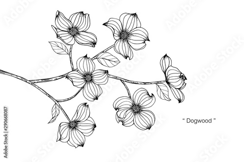 Dogwood flower and leaf drawing illustration with line art on white backgrounds.