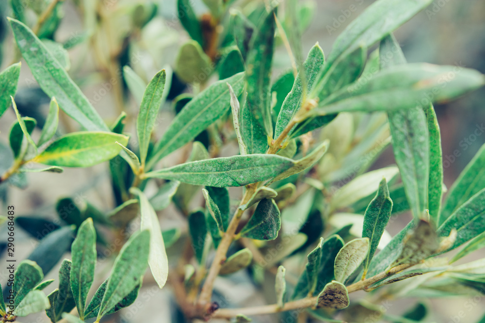 Obraz premium Onion leaves macro photography soft focus. Blurred backdrop for organic farm site, restaurant, healthy food blog.