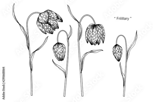 fritillaria flower and leaf drawing illustration with line art on white backgrounds. photo