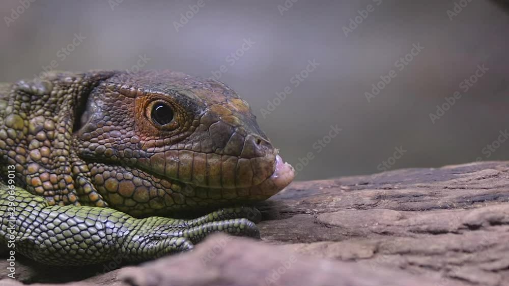 Close up of a caiman lizard (Dracaena) resting. Close up of a caiman lizard (Dracaena) resting.