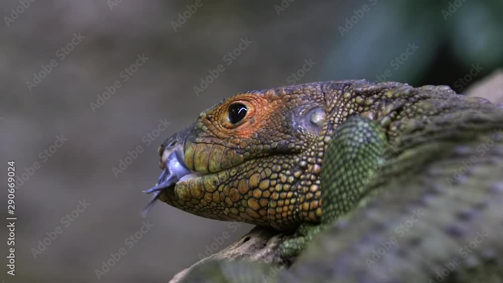 Close up of an injured ( Mouth ) caiman lizard (Dracaena). Close up of an injured ( Mouth ) caiman lizard (Dracaena).